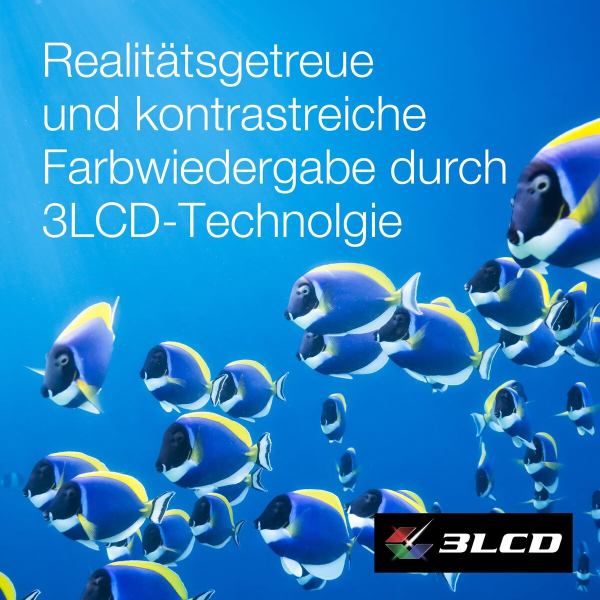 V3H6F993EF8B0295D26DE5BAD84626E8295R7512858P5